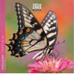 3494150174556-Calendrier 16x16cm 16 mois Aquarupella - Papillons--0