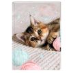 3664447220819-Cahier de texte Chaton tendre- 15,5 x 22 cm - Oberthur--0