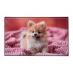 3135251384979-Sous-main Fantaisie en PVC ANIMAUX - Chaton et Chiot--1