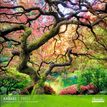 3494150184760-Calendrier mensuel 30X30cm ARBRES - 16 mois Aquarupella--0