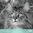3494150184852-Calendrier mensuel 30X30cm CHATS N&B - 16 mois Aquarupella--0