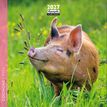 3494150185460-Calendrier mensuel 16X16cm COCHONS - 16 mois Aquarupella --0