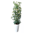 3700339878604-Plante verte naturelle avec pot blanc en céramique - SCHEFFLERA-P_79408013_1-0