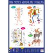 3592930007794-Poster pédagogique Anglais - 52 x 76 cm - Bouchut--0