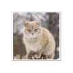 3592930029307-Calendrier illustré BOUCHUT 15 x 15 cm MON CHAT Pefc 70 %-P_79409613_2-8