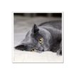 3592930029307-Calendrier illustré BOUCHUT 15 x 15 cm MON CHAT Pefc 70 %-P_79409613_4-2