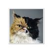 3592930029307-Calendrier illustré BOUCHUT 15 x 15 cm MON CHAT Pefc 70 %-P_79409613_5-7