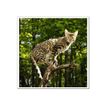 3592930029307-Calendrier illustré BOUCHUT 15 x 15 cm MON CHAT Pefc 70 %-P_79409613_6-3