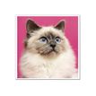 3592930029307-Calendrier illustré BOUCHUT 15 x 15 cm MON CHAT Pefc 70 %-P_79409613_7-1