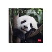 Legami - Calendrier mensuel 2024 - 18 x 18 cm - life is pandastic 