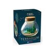 3532438150332-FIMO - Ensemble de pâte à modeler - 7 pièces - terrarium-Left-angle-0