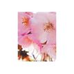 3532431510553-Graine Creative Cherry blossom - Craft fragrance - 27 ml-Close-up-0