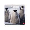 Legami Photo Collection - Calendrier 2024 - 30 x 29 cm - pingouins