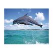 ednet Fotomotiv Delphin - tapis de souris