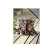 oberthur CHATONS TWINS - map met 3 flappen - voor A4
