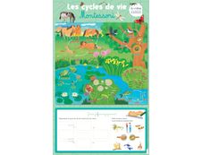 Les posters effaçables - Les cycles de vie Montessori