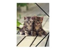 oberthur CHATONS TWINS - chemise à 3 rabats - pour A4