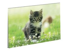 Oberthur Chaton Nature sous-main