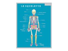 Bouchut - Fiche mémo Corps humain - double face - 265 x 205 mm