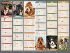 Calendrier bancaire illustré année civile BOUCHUT "Humour chien Medium" 32 x 42 cm Pefc 70 %