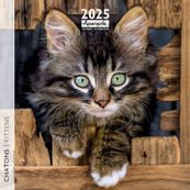 Calendrier mensuel 30x30 cm - 16 mois - Chatons