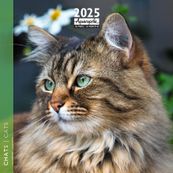Calendrier mensuel 30x30 cm - 16 mois - Chats