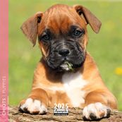 Calendrier mensuel 16x16 cm - 16 mois - Chiots