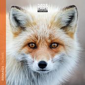 Calendrier mensuel 16x16 cm - 16 mois - Renards