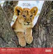 Calendriers 30x30cm 16 mois Aquarupella - Bébés animaux