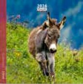 Calendrier 16x16cm 16 mois Aquarupella - Anes