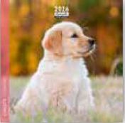 Calendrier 16x16cm 16 mois Aquarupella - Chiots