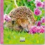 Calendrier 16x16cm 16 mois Aquarupella - Hérisson