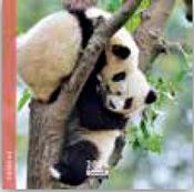 Calendrier 16x16cm 16 mois Aquarupella - Pandas