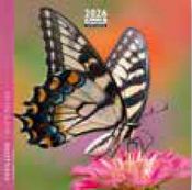 Calendrier 16x16cm 16 mois Aquarupella - Papillons