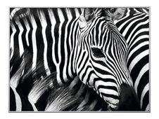 Cadre de décoration plexi/alu - 61 x 81 cm - Zèbre