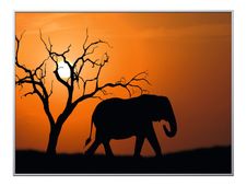 Cadre de décoration plexi/alu - 61 x 81 cm - Elephant