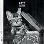 Calendrier mensuel 30x30 cm - 16 mois - Chats N&B