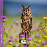 Calendrier mensuel 16x16 cm - 16 mois - Chouettes