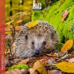 Calendrier mensuel 16x16 cm - 16 mois - Hérisson