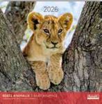 Calendriers 30x30cm 16 mois Aquarupella - Bébés animaux