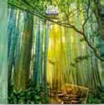 Calendrier 16x16cm 16 mois Aquarupella - Bambou