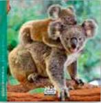 Calendrier 16x16cm 16 mois Aquarupella - Bébés animaux