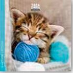 Calendrier 16x16cm 16 mois Aquarupella - Chatons