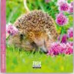 Calendrier 16x16cm 16 mois Aquarupella - Hérisson