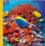 Calendrier 16x16cm 16 mois Aquarupella - Monde sous-marin