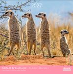 Calendrier mensuel 30X30cm DROLES D'ANIMAUX - 16 mois Aquarupella