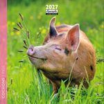 Calendrier mensuel 16X16cm COCHONS - 16 mois Aquarupella 