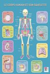 Poster pédagogique Squelette Humain - 52 x 76 cm - Bouchut