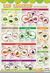 Poster pédagogique Légumes - 52 x 76 cm - Bouchut