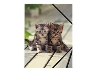 oberthur CHATONS TWINS - chemise à 3 rabats - pour A4